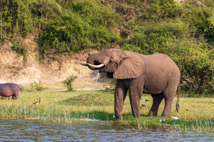 Best Chimp Trekking Destinations in Uganda: Kibale Forest vs. Budongo Forest