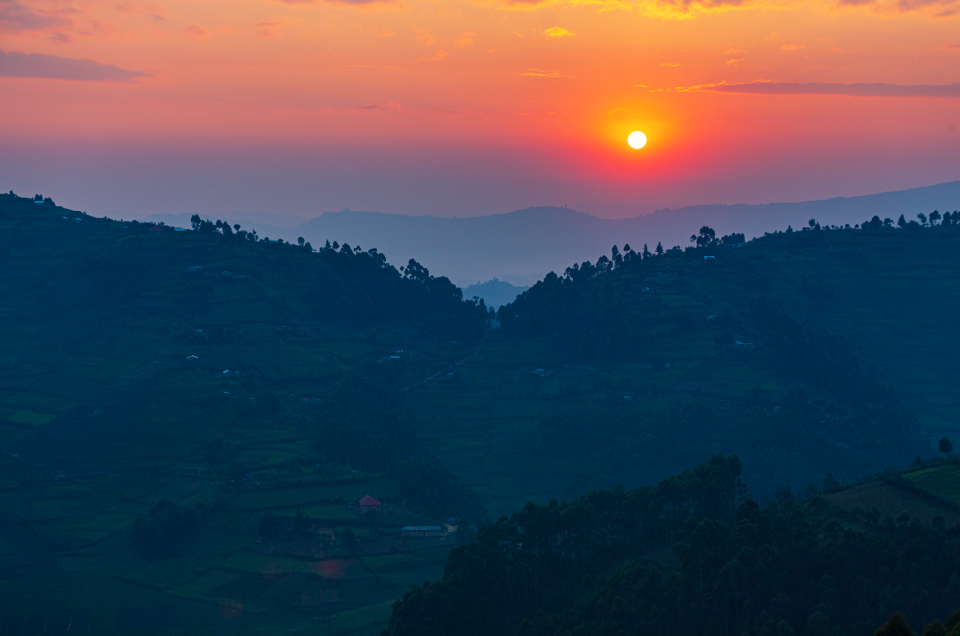 Exploring Uganda’s Top Chimp Trekking Destinations: Kibale Forest vs. Budongo Forest