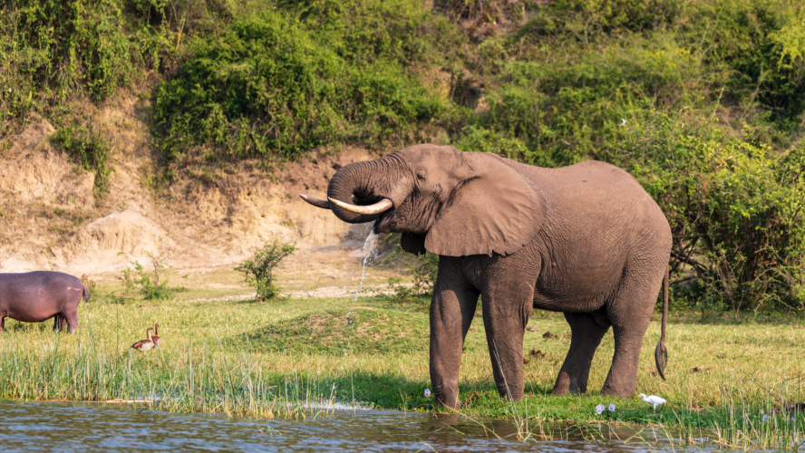 Top 3 National Parks in Uganda for the Best Wildlife Viewing