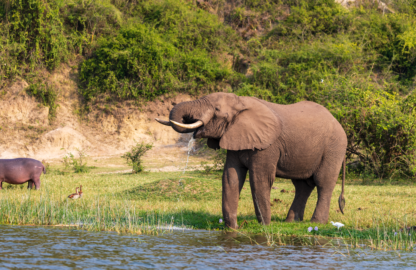 Top 3 National Parks in Uganda for the Best Wildlife Viewing