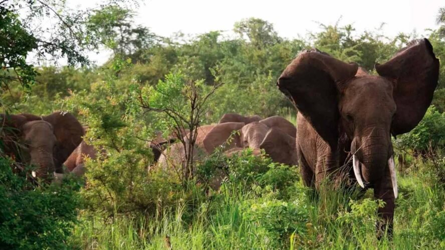 Unique Title: Discover Uganda’s Top 3 National Parks for Unparalleled Wildlife Adventures