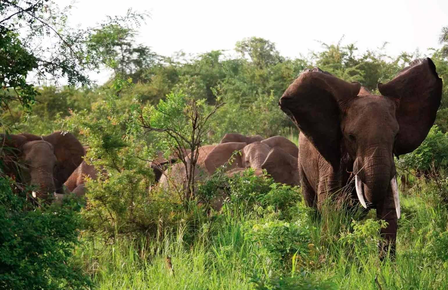 Unique Title: Discover Uganda’s Top 3 National Parks for Unparalleled Wildlife Adventures