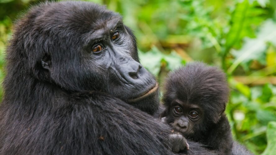 The Role of Local Guides in Gorilla Trekking Safaris in Uganda